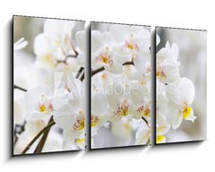 Obraz   Vibrant holiday background with beautiful close up white orchid flower branch , 90 x 50 cm