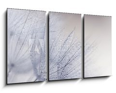 Obraz 3D tdln - 90 x 50 cm F_BS110156010 - Plant seeds with water drops