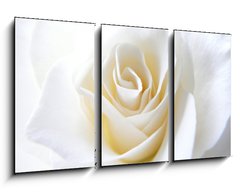 Obraz 3D tdln - 90 x 50 cm F_BS11152099 - Schneeweisschen oder die wei e Rose