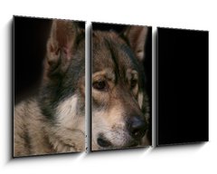 Obraz   Wolf / Portrait of wolf on black background., 90 x 50 cm
