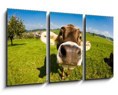 Obraz   cow, funny fisheye nose close up, 90 x 50 cm