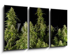 Obraz 3D tdln - 90 x 50 cm F_BS12303804 - Ganja11