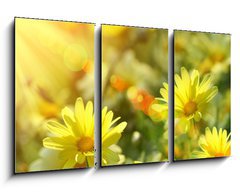 Obraz 3D tdln - 90 x 50 cm F_BS12348665 - Closeup of yellow daisies with warm rays