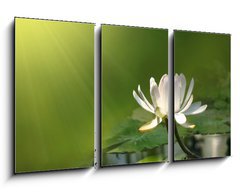 Obraz 3D tdln - 90 x 50 cm F_BS12460869 - Lily flower on a green background