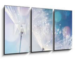 Obraz 3D tdln - 90 x 50 cm F_BS127062041 - Dandelion Seeds in the drops of dew on a beautiful blurred background. Dandelions on a beautiful blue background. Drops of dew sparkle on the dandelion.