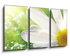 Obraz 3D tdln - 90 x 50 cm F_BS12750735 - Wild daisy