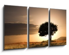 Obraz 3D tdln - 90 x 50 cm F_BS12824329 - solitary oak tree in golden sunset