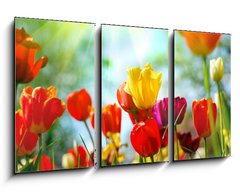 Obraz 3D tdln - 90 x 50 cm F_BS12856836 - Tulips