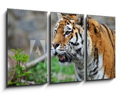 Obraz 3D tdln - 90 x 50 cm F_BS12988671 - Tiger