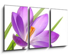 Obraz 3D tdln - 90 x 50 cm F_BS13035765 - violet spring crocuses