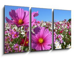 Obraz 3D tdln - 90 x 50 cm F_BS13047845 - Pink cosmos