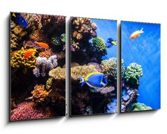 Obraz 3D tdln - 90 x 50 cm F_BS131183702 - Tropical fishes on the coral reef