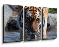 Obraz 3D tdln - 90 x 50 cm F_BS13380875 - Drinking Siberian Tiger