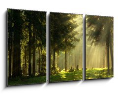 Obraz 3D tdln - 90 x 50 cm F_BS13656734 - Morning in a spring forest