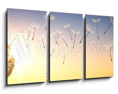 Obraz 3D tdln - 90 x 50 cm F_BS137387337 - Pusteblume im Sonnenuntergang 1