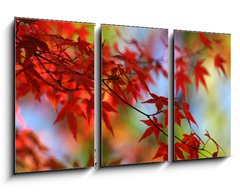 Obraz 3D tdln - 90 x 50 cm F_BS138623 - japanese red maple in autumn