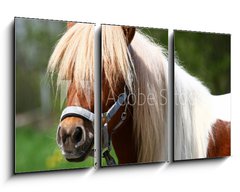 Obraz   Shetland Pony, 90 x 50 cm