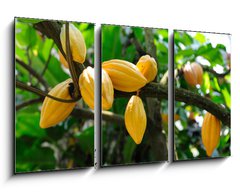 Obraz   Cocoa pods, 90 x 50 cm