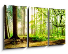 Obraz 3D tdln - 90 x 50 cm F_BS139969469 - Idyllischer Wald mit Bach bei Sonnenaufgang