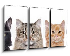 Obraz 3D tdln - 90 x 50 cm F_BS140782425 - closeup portrait of a group of cats of different breeds sitting in a line isolated over white background