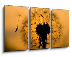 Obraz 3D tdln - 90 x 50 cm F_BS14129993 - dandelion in peaceful evening - pampelika v klidnm veeru