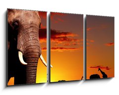 Obraz 3D tdln - 90 x 50 cm F_BS14132001 - African nature concept - Africk prodn koncept