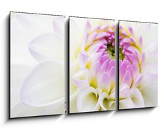 Obraz 3D tdln - 90 x 50 cm F_BS14142356 - Dahlia close-up