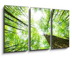 Obraz 3D tdln - 90 x 50 cm F_BS14160017 - forest