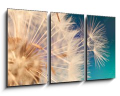 Obraz 3D tdln - 90 x 50 cm F_BS143134951 - white dandelion flower with seeds in springtime in blue turquoise abstract backgrouds