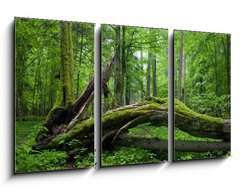 Obraz 3D tdln - 90 x 50 cm F_BS14452875 - Deciduous stand of Bialowieza Forest