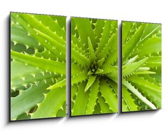 Obraz 3D tdln - 90 x 50 cm F_BS14463582 - Aloe vera