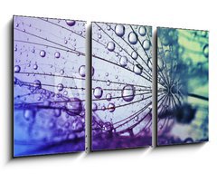Obraz 3D tdln - 90 x 50 cm F_BS146436696 -  dandelion flower background