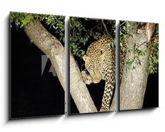 Obraz 3D tdln - 90 x 50 cm F_BS147411 - leopard