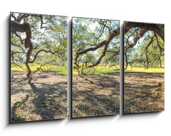 Obraz 3D tdln - 90 x 50 cm F_BS147965977 - Panoramic view of Oak Alley Plantation, Louisiana