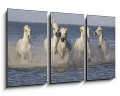 Obraz 3D tdln - 90 x 50 cm F_BS14879653 - Chevaux de Camargue