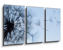 Obraz 3D tdln - 90 x 50 cm F_BS149304809 - Dandelion silhouette fluffy flower on blue sunset sky