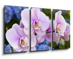 Obraz 3D tdln - 90 x 50 cm F_BS14941045 - Pink Orchid Flowers