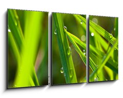 Obraz 3D tdln - 90 x 50 cm F_BS15002116 - leaf with dew