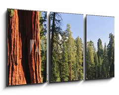 Obraz   Sequoia National forest, CA, 90 x 50 cm