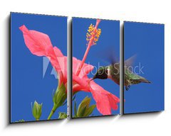 Obraz   Ruby throated Hummingbird, 90 x 50 cm