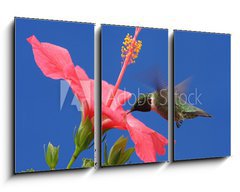 Obraz 3D tdln - 90 x 50 cm F_BS15250716 - Ruby-throated Hummingbird - Rubn