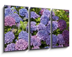 Obraz 3D tdln - 90 x 50 cm F_BS15419136 - Hortensien 2 - Hydrangeas 2