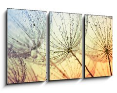 Obraz 3D tdln - 90 x 50 cm F_BS155375500 -  dandelion flower background