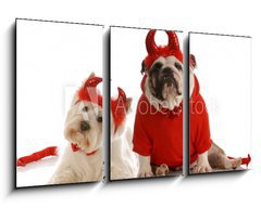 Obraz 3D tdln - 90 x 50 cm F_BS15642685 - two devils - bulldog and west highland white terrier