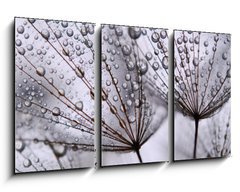 Obraz 3D tdln - 90 x 50 cm F_BS15712767 - dandelion seeds