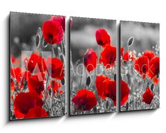 Obraz 3D tdln - 90 x 50 cm F_BS158374540 - red poppies, black and white