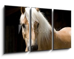 Obraz 3D tdln - 90 x 50 cm F_BS15900337 - Haflinger Portrait