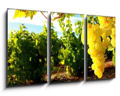 Obraz 3D tdln - 90 x 50 cm F_BS15932311 - La Vigne