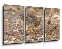 Obraz   Yellow legged Buttonquail Turnix tanki Male Cute Birds of Thailand, 90 x 50 cm