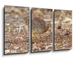 Obraz 3D tdln - 90 x 50 cm F_BS161127191 - Yellow-legged Buttonquail Turnix tanki Male Cute Birds of Thailand